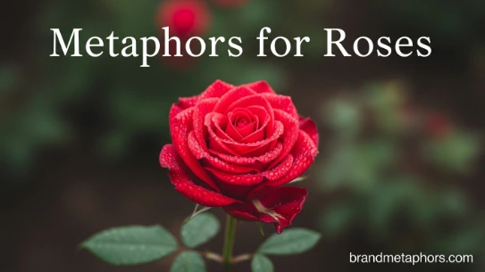 Metaphors for Roses