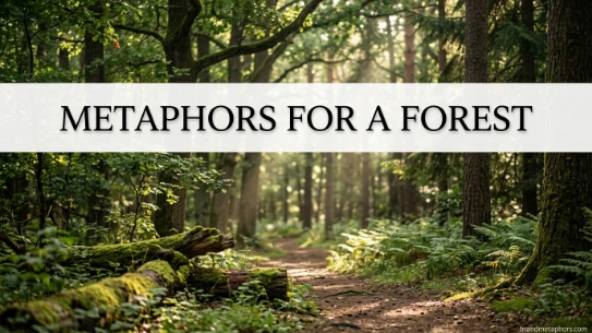 Metaphors for a Forest